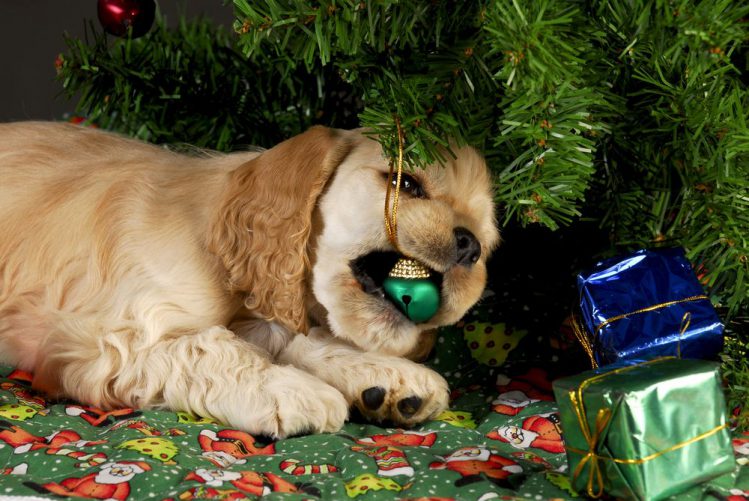 コッカースパニエルがクリスマスツリーにつける飾りを口に咥えている様子