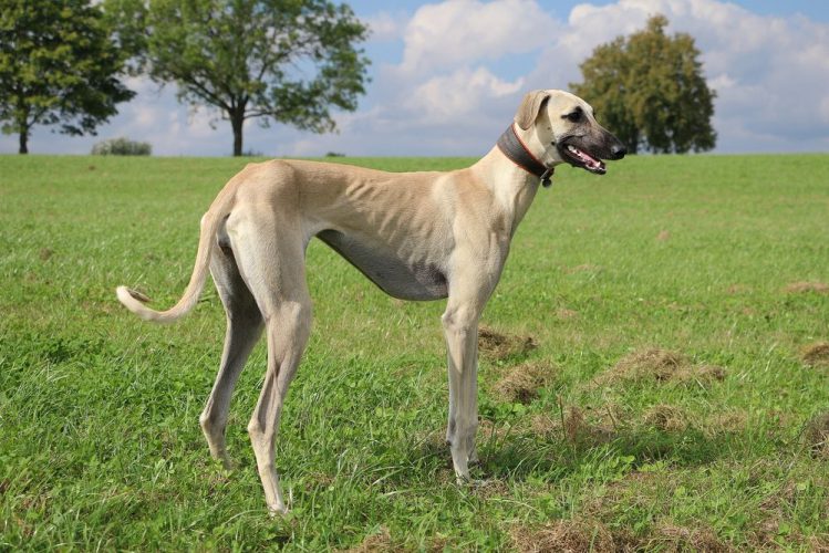 イタリアの 動物園 親 犬 種類 細い Daijisin Taiou Com