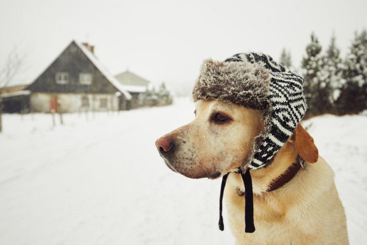 犬にとってこたつは危険な暖房器具？冬の生活の注意点を解説