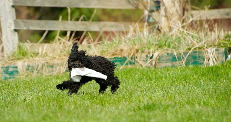 靴下をくわえた犬が芝生の上を走り回っている様子