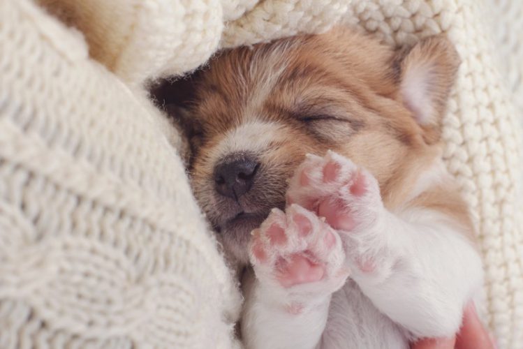 フワフワの毛布の上で寝る子犬
