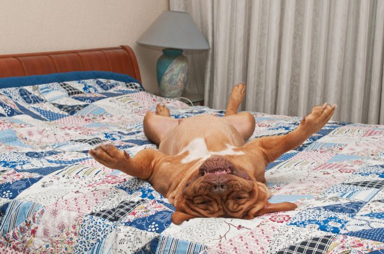ベッドに横たわる犬