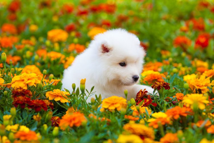 花畑の中のサモエドの子犬