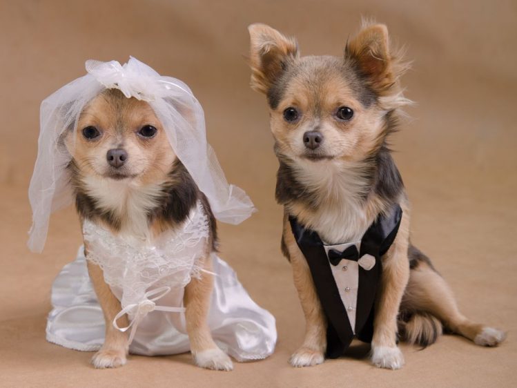 結婚式やお祝いごとに！愛犬のフォーマル服が買えるおすすめのお店5選