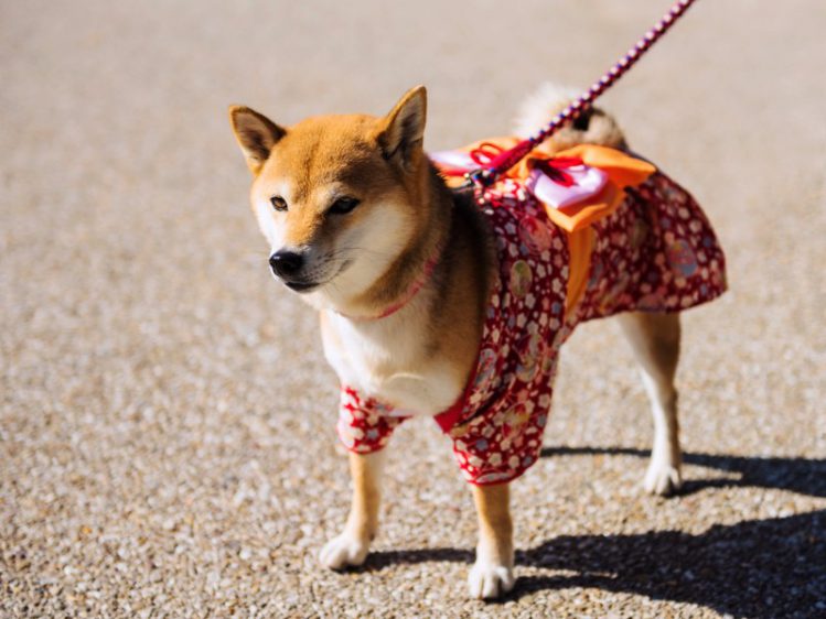 無料で便利 愛犬用の服の型紙がダウンロードできるサイト5選 初心者向けハウツー本 Qpet ｷｭｰﾍﾟｯﾄ