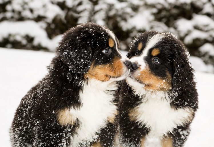 バーニーズ・マウンテン・ドッグの子犬たちが雪をあびている様子