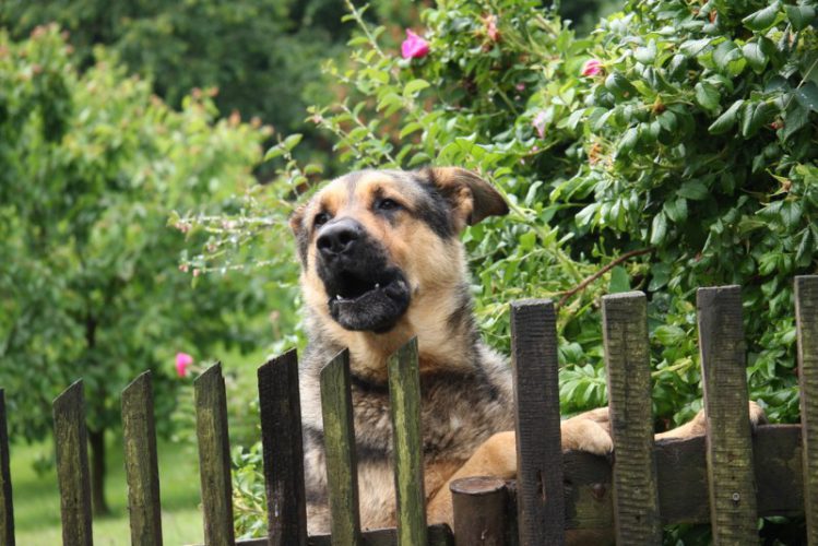 犬がフェンスに囲まれた庭から何かを見ている様子