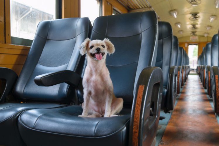 電車のシートの上に犬がお座りをしている様子