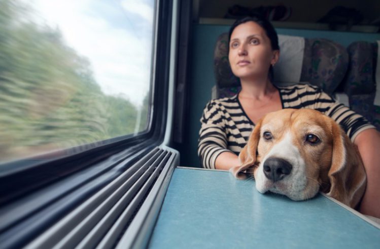 飼い主と一緒に電車に乗っている犬