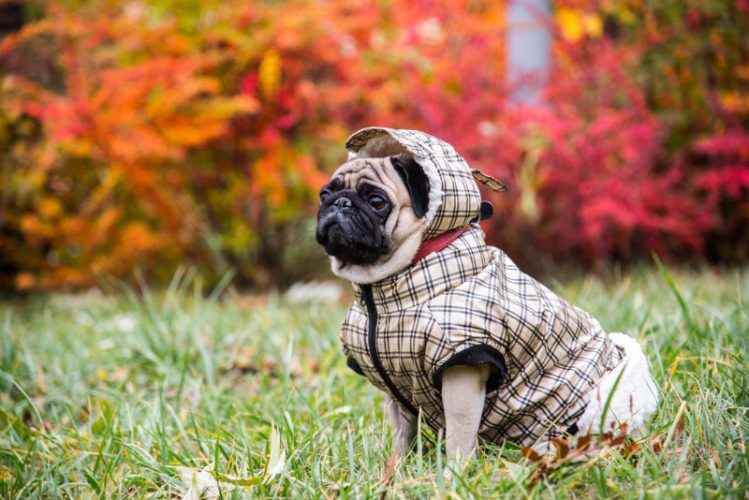 服を着た犬が芝生の上でお座りをしている様子