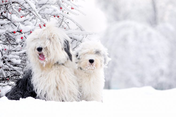 2匹の犬が雪の中でお座りをしている様子