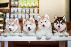 四匹の犬が並んでいる様子