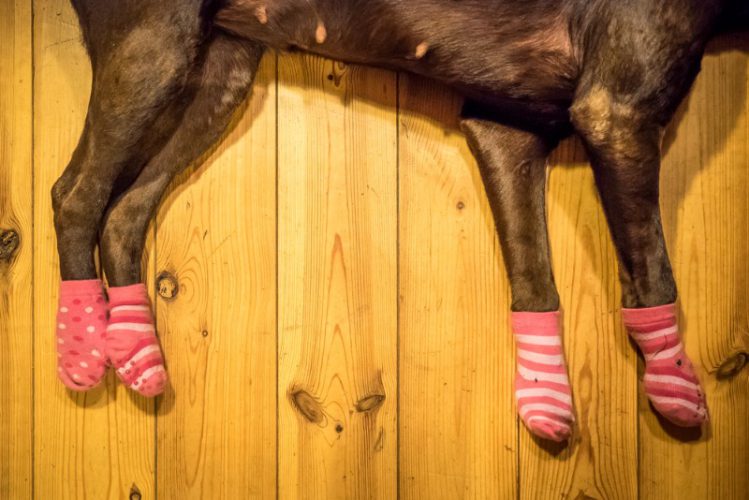 床に寝転んだ犬の足に靴下が装着されている様子