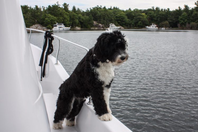 犬が船から海を眺めている様子