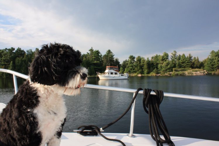 犬が船の上から何かを見つめている様子