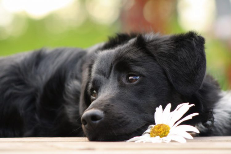 花のそばで黒い犬が伏せながら遠くをみつめている様子