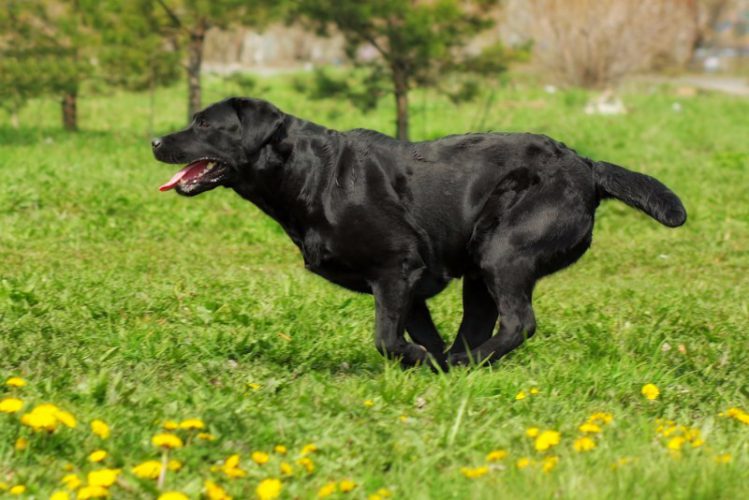 黒い犬が芝生の上でかけている様子