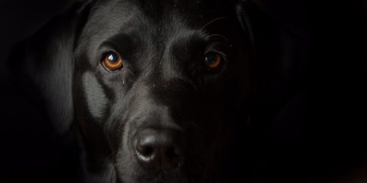 黒い犬が見た目で損をしている理由！”ブラックドッグ・シンドローム”について