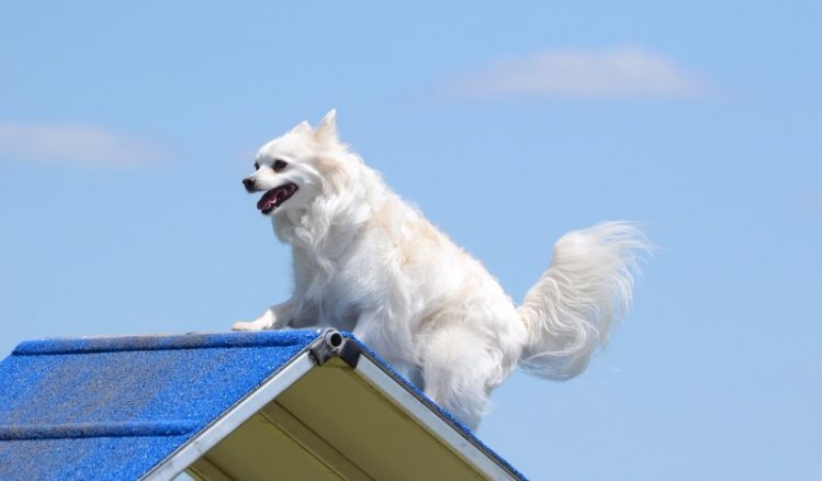 アメリカン・エスキモー・ドッグが屋根の上に登っている様子