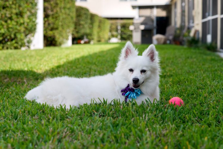 アメリカン・エスキモー・ドッグが芝生の上で伏せて何かを見ている様子