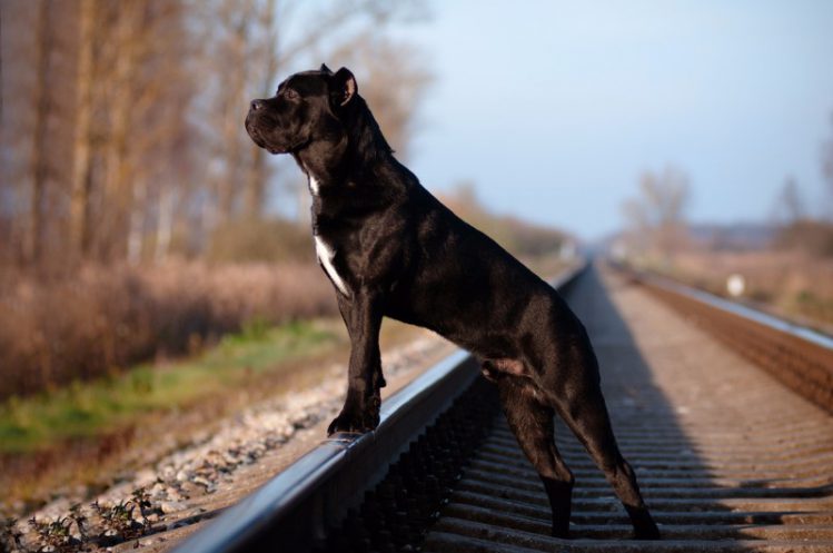 イタリアン・コルソ・ドッグが線路の上に立っている様子