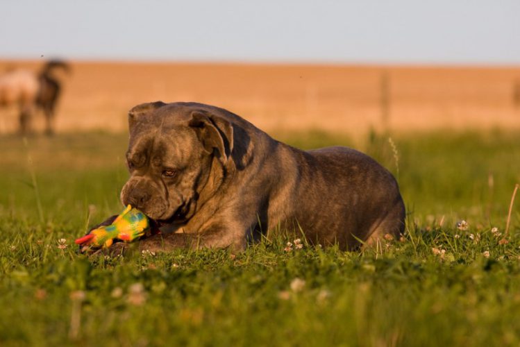 芝生の上でイタリアン・コルソ・ドッグがおもちゃで遊んでいる様子