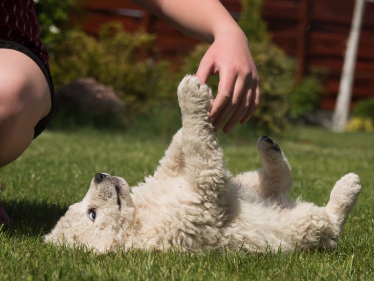 クーバースの子犬が芝生の上で寝転んで飼い主と遊んでいる様子