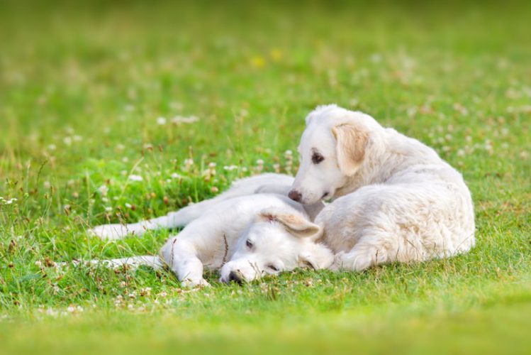 クーバースの子犬が二匹芝生の上で寝転んでいる様子