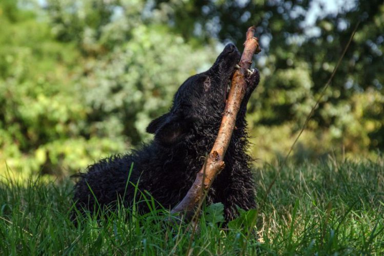 クロアチアン・シープドッグが芝生の上で木の棒をくわえている様子