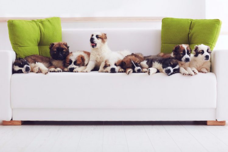 たくさんの犬がソファの上で疲れたような様子をしています