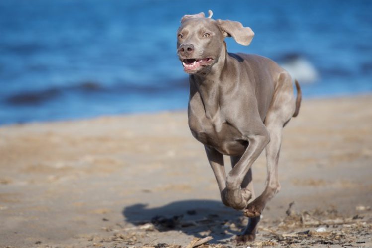 グレーの犬が浜辺を走っている様子