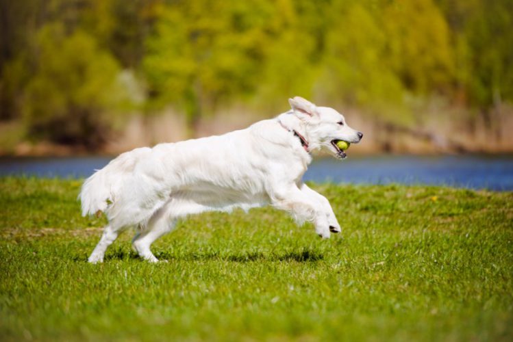 ホワイトカラーの犬が芝生を走っている様子