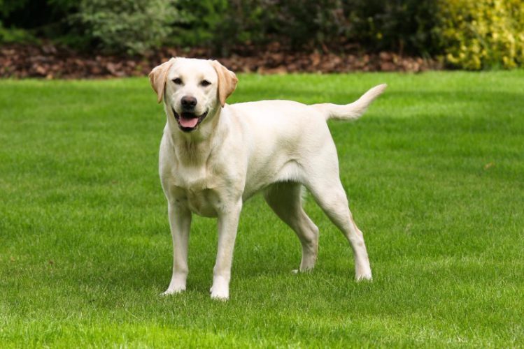 クリームカラーの犬が芝生の上で立っている様子