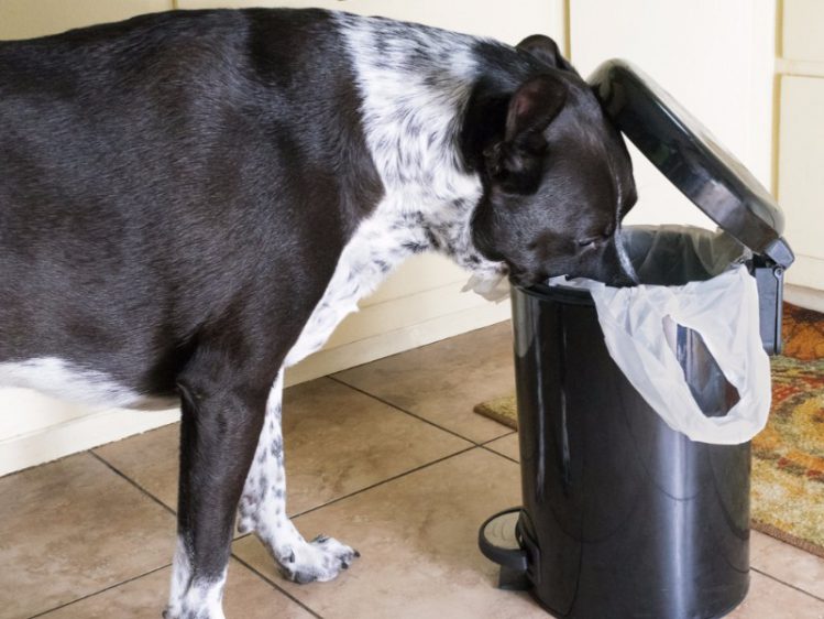 愛犬のゴミ箱漁りを対策する方法