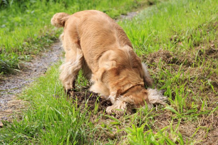 犬が庭に穴を掘っている様子