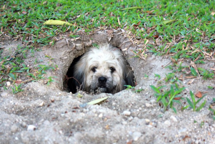 犬が庭を掘る理由と対策について