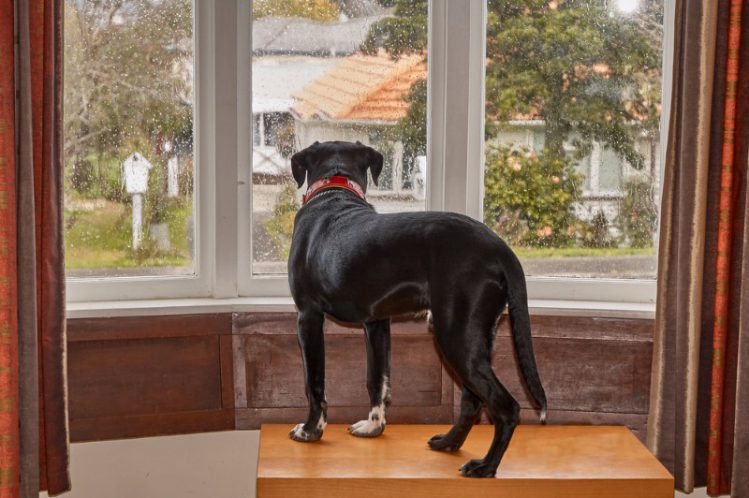 犬が窓ガラスを眺めている様子
