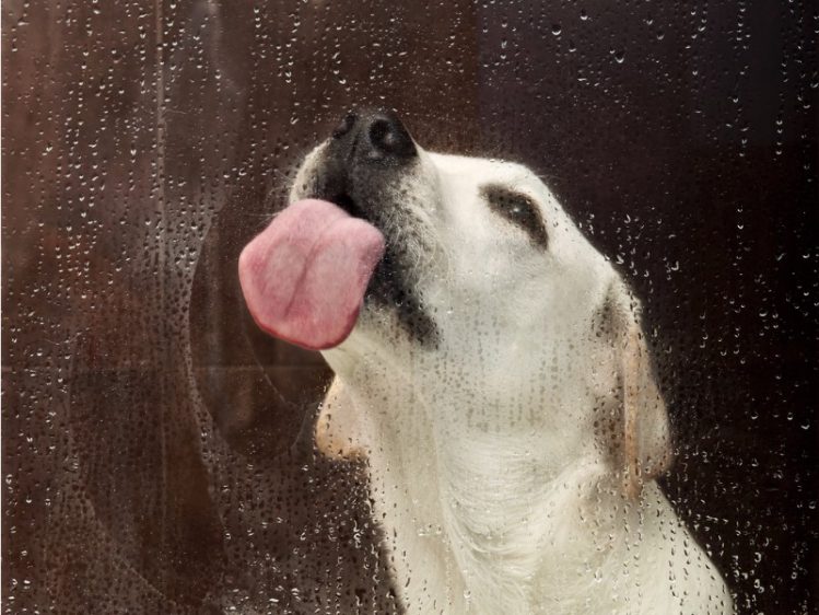掃除したそばから犬が窓ガラスを舐めるのはナゼ？