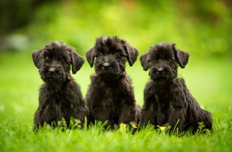 芝生に三匹のジャイアントシュナウザーの子犬がお座りしている様子