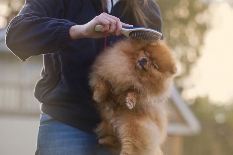 獣医師監修 愛犬にハゲ 脱毛 が 考えられる原因とは Qpet ｷｭｰﾍﾟｯﾄ