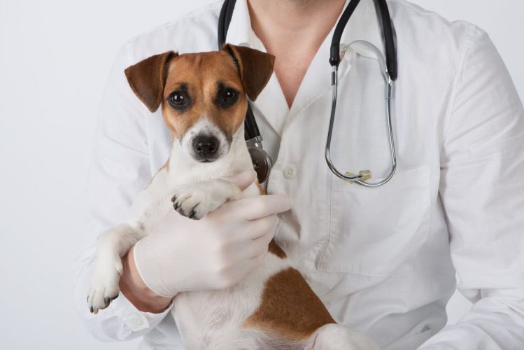 獣医師に抱えられる犬