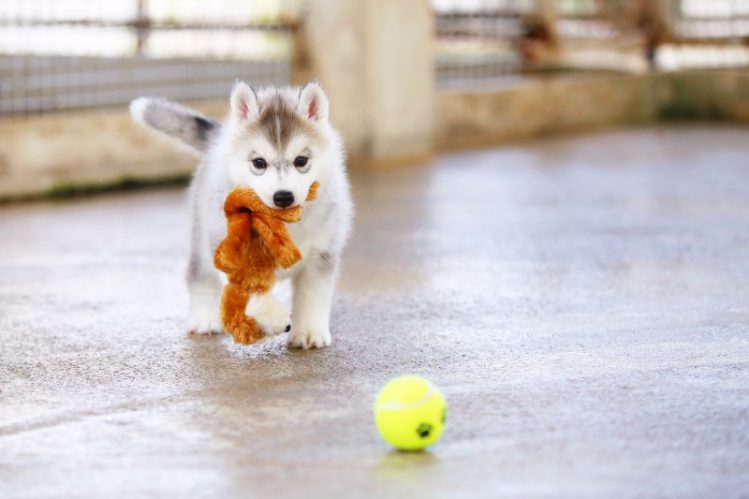ボールで遊ぶハスキーの子犬