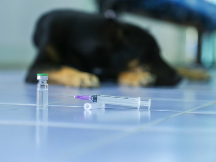 床に伏せている犬と、その前に置かれたワクチンと注射器