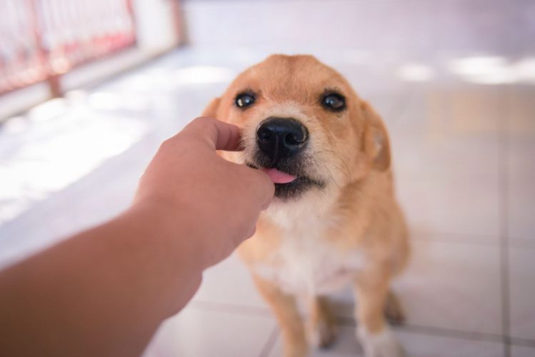 犬が飼い主の顔を舐める心理とは？