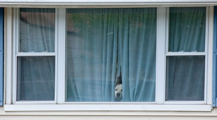 窓際でカーテンの隙間から顔をのぞかせているラブラドールレトリバー