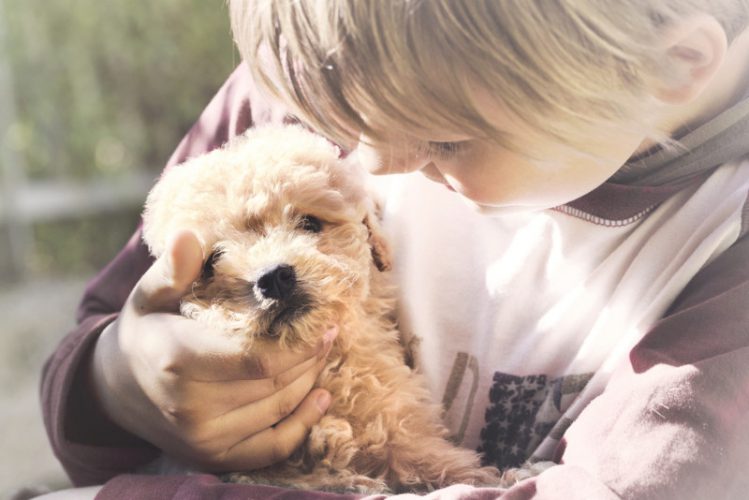 トイプードルの子犬を抱く少年