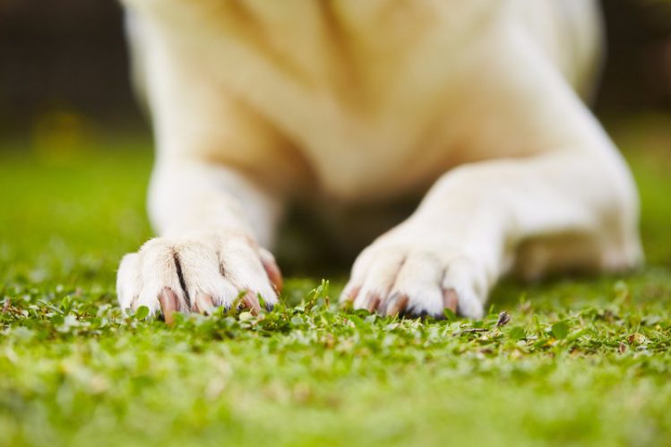 芝生に伏せる犬の前足