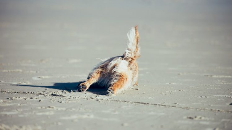 砂浜に伏せる犬