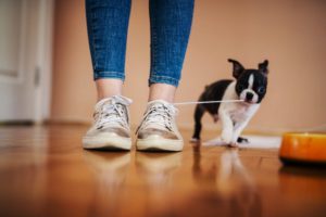 飼い主の足とフレブル