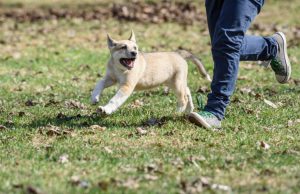 飼い主に並んで歩く犬